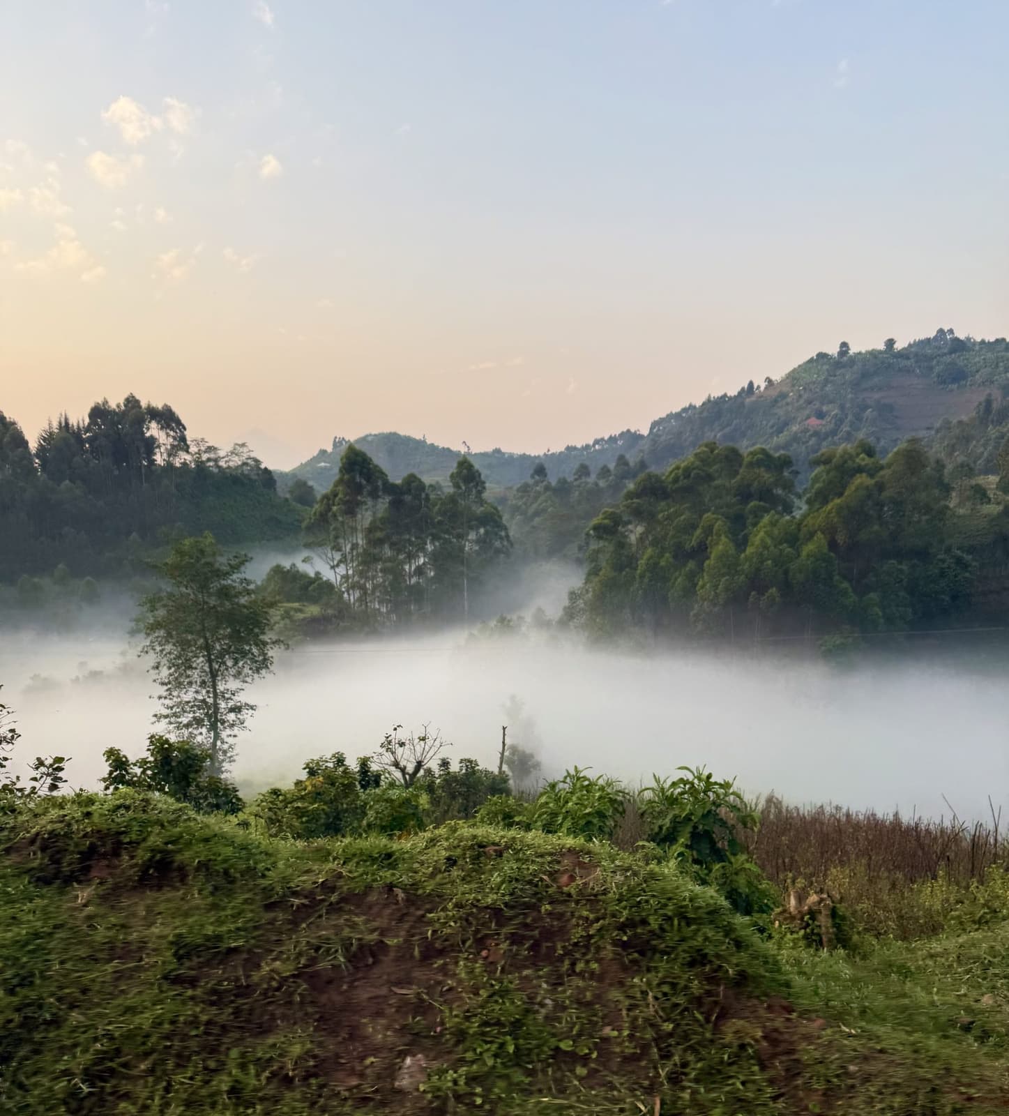 Misty forest landscape near Bwindi