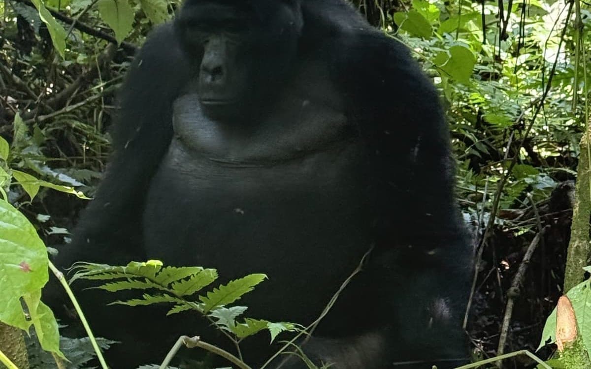 Mountain gorilla in Bwindi Impenetrable Forest